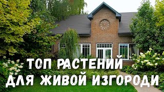 видео: Живая изгородь из гортензии. Ландшафтный дизайн участка. Создаем живой забор. картинка: Живая изгородь из гортензии. Ландшафтный дизайн участка. Создаем живой забор.