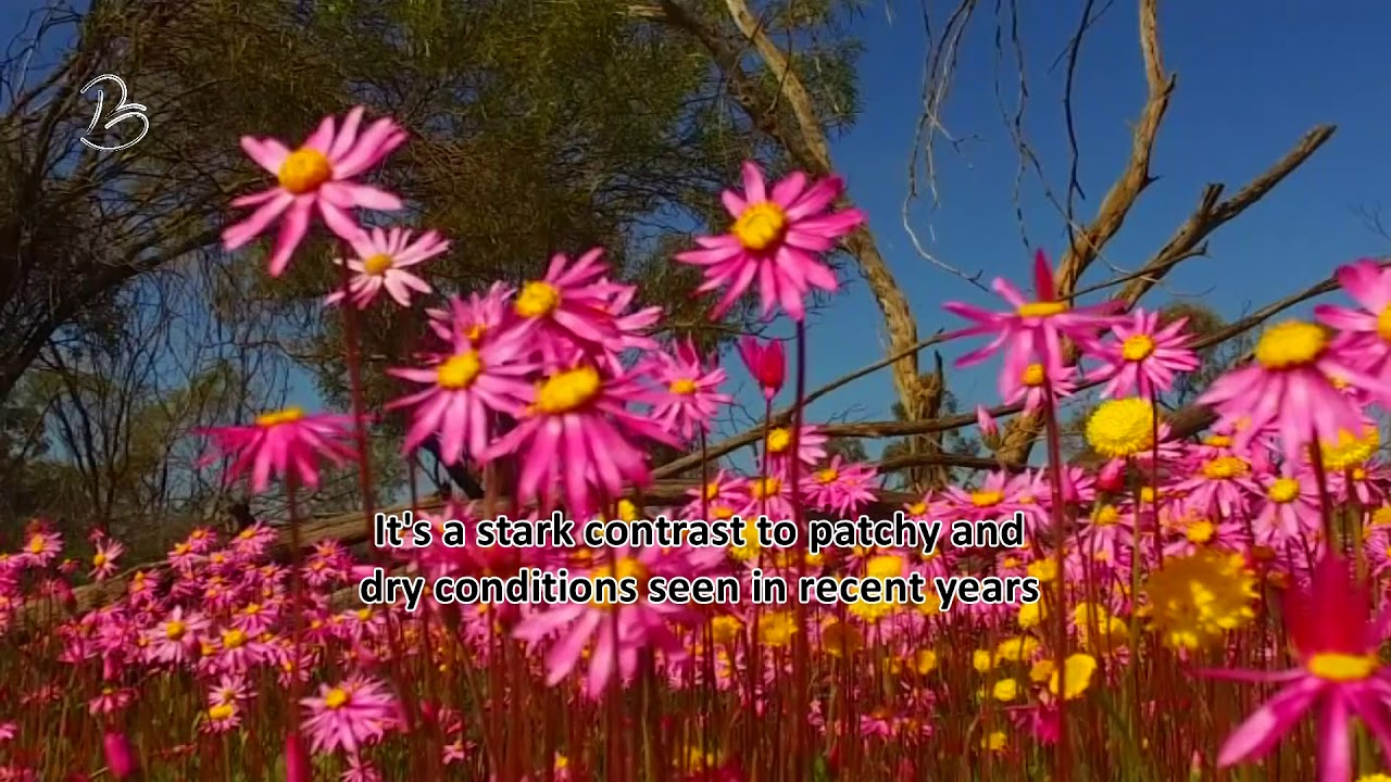 Wildflower season has arrived early in Western Australia