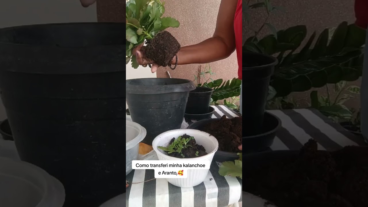 Como replantar kalaschoe e Aranto 