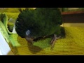 Rescued White-winged Parakeet  falling asleep (Brotogeris versicolurus)