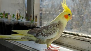 Cockatiel Best Talking and Singing Compilation Videos 2022 by Pet Birds 440 views 2 years ago 3 minutes, 1 second