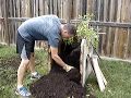 Harvesting the Potato box #2 gardening at home Harvesting the Potato box #2 gardening at home
