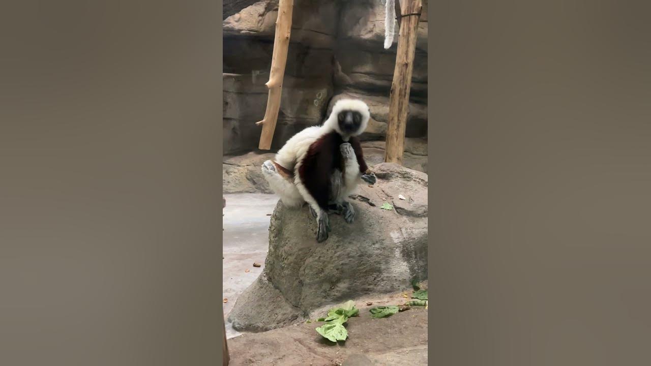 Monkey in the zoo - YouTube