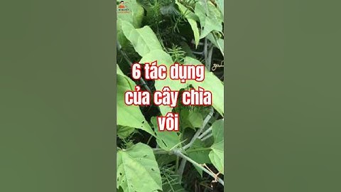 6 Tác Dụng Của Cây Chìa Vôi