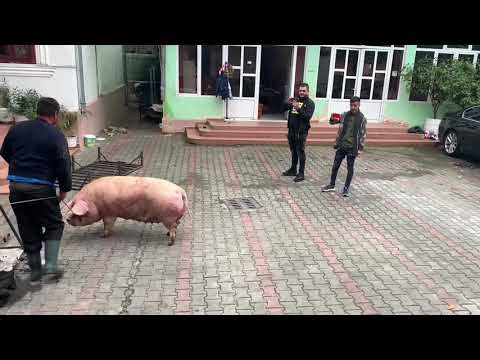 Video: Porcii Seamănă Atât De Mult Cu Oamenii - Vedere Alternativă