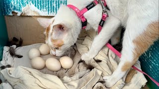 Cat Inspects The Chicken Eggs by Our Furry Tribe 182 views 1 month ago 1 minute, 44 seconds