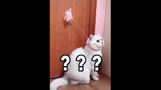 Funniest Cats 😹 Don't try to hold back Laughter Part #126