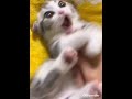 Ketika kucing juga bisa bertingkah random🗿😑✌😭 #fypシ #gatau #upload #rameinpliss #gabut #shortvideo