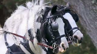 Gypsy Vanner horses - 4 in hand driving team - Big Sexy Stable