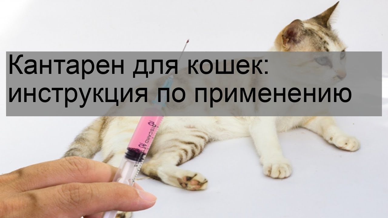 Кантарен для кошек: инструкция по применению - YouTube