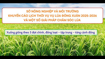 Lịch thời vụ khuyến cáo vụ lúa Đông Xuân 2025 - 2026 và một số giải pháp chăm sóc lúa