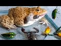 Asian Bullfrog vs Green Beetle and Scorpion! Asian Bullfrog Live Feeding