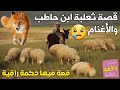 قصة ثعلبة ابن حاطب من فقير الى راعي ملئت اغنامه المدينة بالكامل حتى ترك صلاته ورفض ان يأدي الزكاة 