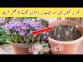 How to grow Saffron / Zafran at Home in Pots, at your roof or in Kitchen Garden