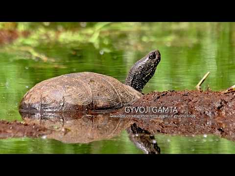 Video: Laukinės Gamtos Draustinio Ir Nacionalinio Parko Skirtumas