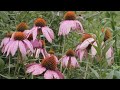 Beautiful Flowers That Color the World 1 #flowers #flowergarden