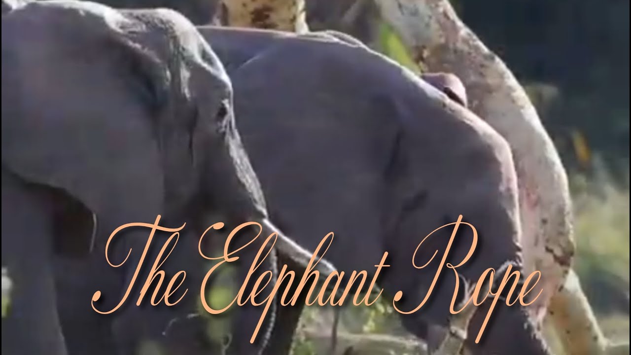 The Elephant Rope (Belief)