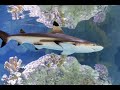 ．PANASONIC 在 HAUS DES MEERES 水族館內的深水監控案例
