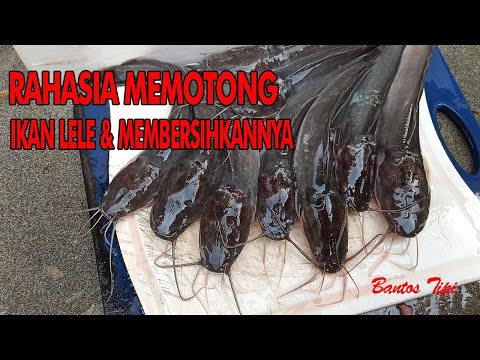 Cara Memotong dan Membersihkan Ikan Lele yang Masih Hidup