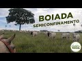 BOIADA SEMICONFINAMENTO