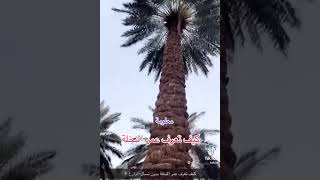 كيف يتم حساب عمر النخلة