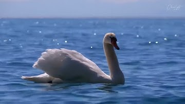 سورة الكهف (كاملة)  القارئ اسلام صبحي  حفظه الله 