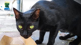 Mesmerizing Yellow-Eyed Black Kitty 