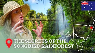 Discover The Most Incredible Secret About Australia's Ancient Rainforests