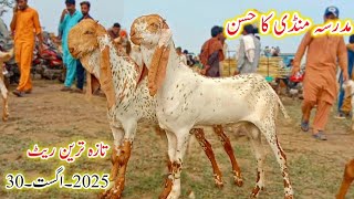 Madrasa mandi update makhi cheene bache qurbani wale/ Shahzad Shah Official 
