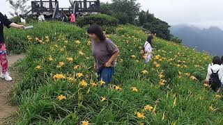 20190821六十石山金針花美景值得去看