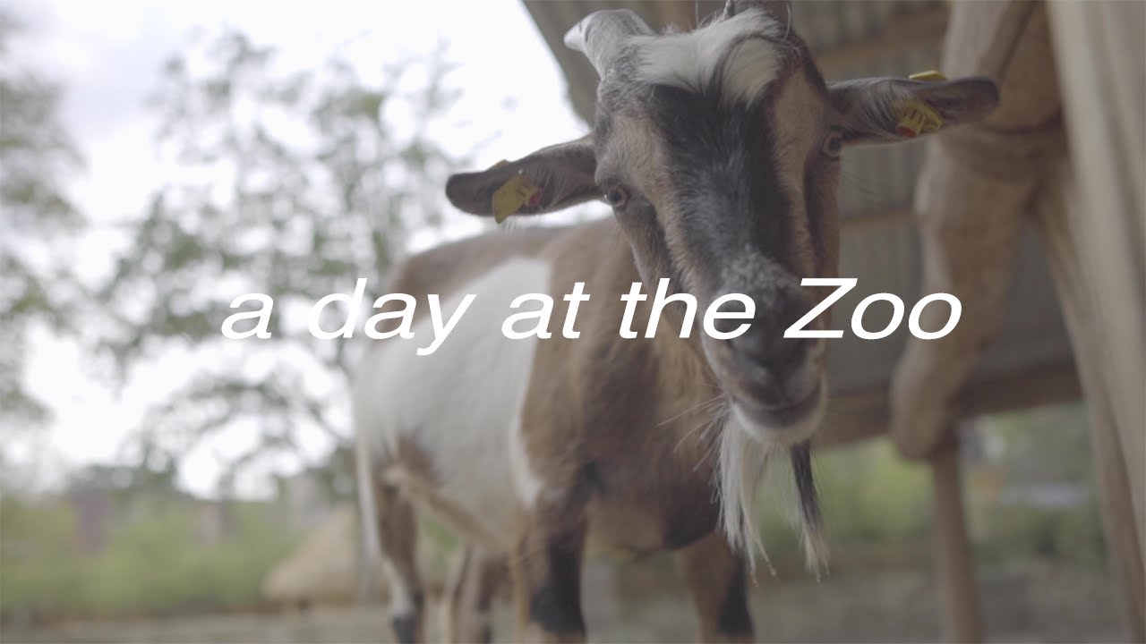 A Day in the Zoo - YouTube