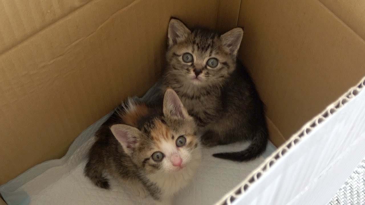 【保護子猫】農機具小屋で産まれていた生後約1ヶ月の子猫のミルクボランティア｜ダンボールの中の小さい大切な命｜はじめてのミルボラで慌ててケージを準備 （1日目）｜kitten.cat.