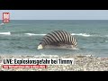 🔴 WAL TIMMY: Bergungsversuche abgebrochen  – Wird er heute explodieren? | BILD LIVE