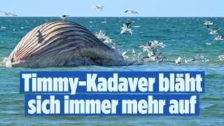 🔴 WAL TIMMY: Bergungsversuche abgebrochen  – Wird er heute explodieren? | BILD LIVE