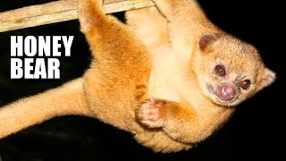 Kinkajou Facts: the HONEY BEAR | Animal Fact Files