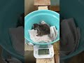 3/18ふ化🐣フンボルトペンギン生後6日目
