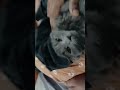 #music #cute  #cat #comedy