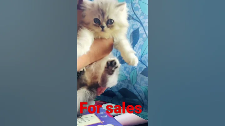 Watch the video about Persian Kitten for sales Calico Colour #cat #persiancatcorner #kitten #blackpersian #catlover #sales