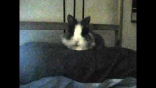 bife likes anything folky and/or soft screenshot 4