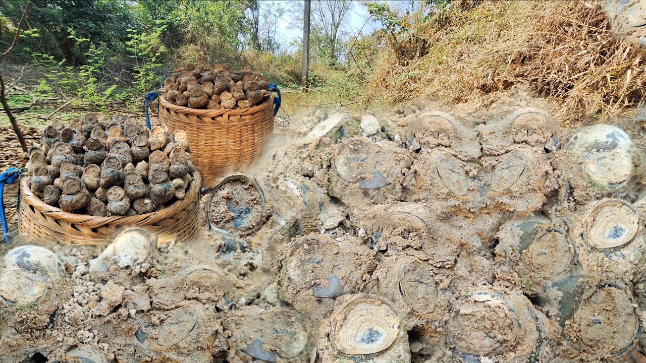 ที่สุดของความหมาน พ้อดงหอยจำศีลหอยเข้าไงอยู่กันเป็นกองเป็นจุ้ม ใช้เวลาแปปเดียวหมานล้นตะกร้า 