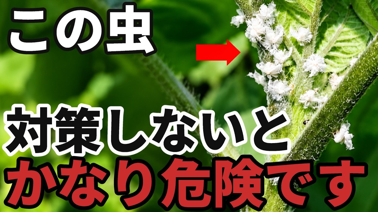 Warning] Dangerous if ignored! A mysterious white insect is