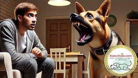 Guide: How to Manage My Dog