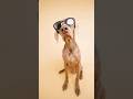 "Happy Dogs Compilation" #dog #shorts