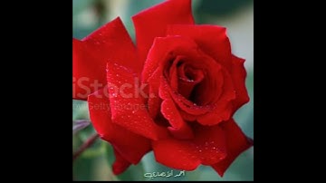 تلاوة مباركة من سورة ألأعراف. ألشيخ رعد محمد ألكردي