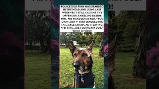 Finn A True K9 Hero. Stabbed, But Undefeated.