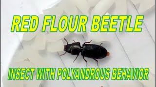 RED FLOUR BEETLE WITH 