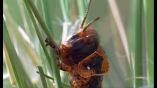 ⁣Plagues of Locusts | Wild Africa | BBC