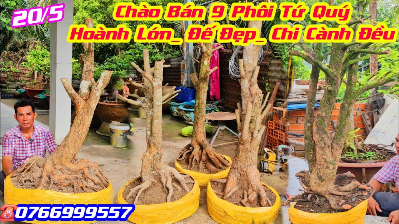 #AMau_0766999557, Chào Bán 20/5, Phôi Tứ Quý Hoành Lớn, Đế Đẹp, Chi Cành Đều, Giá Rẻ @cscantho 