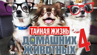 ГОВОРЯЩИЕ СОБАКИ УЧАТ СОБАКУ МИШУ ГОВОРИТЬ | Тайная жизнь домашних животных по русски 4 серия
