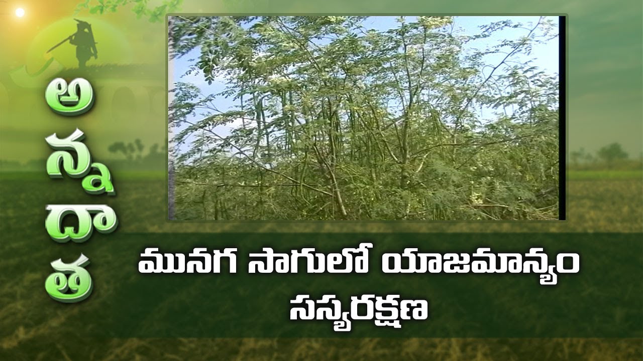 PKM-1 Drumstick Management | మునగ సాగులో యాజమాన్యం - సస్యరక్షణ